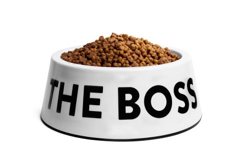 Zeedog | I’m the boss bowl Blanco - Milo Pet Shop